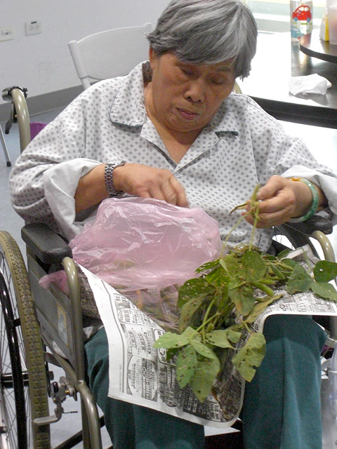 鄉土情懷 毛豆趣